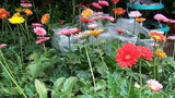 各种混色太阳花种子庭院园艺花种绿植树苗盆栽观赏植物满包邮