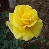 黄玫瑰  玫瑰花苗 盆栽室内花卉  盆栽玫瑰花苗 带花苞，带花发货