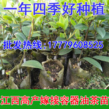基地批发中大果长林赣系 良种高产嫁接容器基质营养杯油茶树苗木