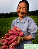 广西东兴红姑娘红薯5斤装 包邮 新鲜地瓜 长寿蔬菜 粉糯甜番薯