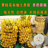 攀枝花特产本地土芭蕉新鲜水果香蕉农家小米芭蕉自然成熟5斤包邮