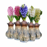 荷兰进口 风信子 大种球套餐 阳台办公桌盆栽 水培花卉 奇趣植物