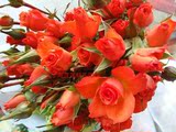 上海鲜花批发鲜花速递珍珠玫瑰蔷薇多头情人节感恩节一扎10朵热卖