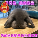 【实体店】纯灰色垂耳兔成都垂耳兔宝宝活体宠物兔活体垂耳兔活体