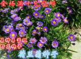 四季春夏秋播种 纽约紫菀 柳叶菊 野生菊花花卉种子 荷兰菊种子