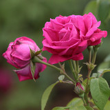 航空包邮2斤 云南滇红新鲜玫瑰 食用玫瑰鲜花 可做酵素纯露精油