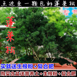 热卖室内盆栽绿植 蓬莱松盆景 四季常青植物 花卉免邮批发