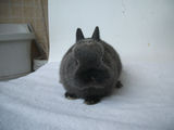 暹罗侏儒兔 小型兔 宠物兔 兔子 活体