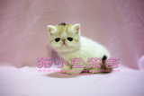 CFA猫舍 加菲猫幼猫净梵三花妹妹 猫小鱼宠物店（已出售）