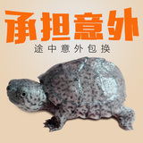 剃刀龟苗龟观赏龟乌龟麝香龟深水龟背甲2.5cm小乌龟活体宠物包邮