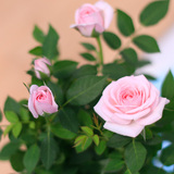 玫瑰花盆栽迷你玫瑰盆栽荷兰进口玫瑰花苗带盆包邮植物花草