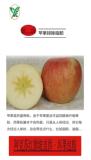 新疆新鲜红旗坡阿克苏冰糖心苹果孕妇儿童新鲜特级10斤装包邮