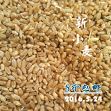 2016有机新小麦种子粒 水培发芽小麦草榨汁 自家种植 5月24日收割
