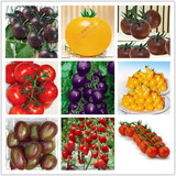 彩包5 番茄]小圣女果紫红西红柿种子黑葡萄蔬果红黑黄紫珍珠番茄