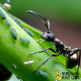 蚂蚁情结 活体宠物蚂蚁 拟黑多刺蚁一后50工 要多少拍多少