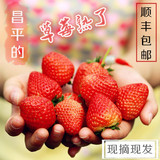 【同城顺丰包邮】北京昌平兴寿有机草莓章姬红颜奶油草莓2斤装