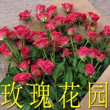 鲜花速递红玫瑰花生日礼盒广州北京深圳上海成都同城花店送花上门