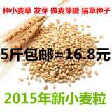 15年新小麦粒 农家小麦草种子 小麦苗榨汁 猫草 麦芽糖 麦子5斤装