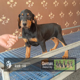 赛级杜宾犬 纯种杜宾幼犬 签合同品质三包 可送狗狗上门