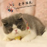 *爱莎猫苑的加菲*纯种蓝白异国短毛猫活体宠物/单CFA幼猫DD(北京)