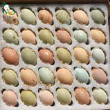 四川绿壳鸡蛋散养土鸡蛋正宗农家自养新鲜有机乌鸡蛋绿皮鸡蛋30枚