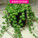 珍珠吊兰 盆栽植物 办公室 花卉 室内 进化空气 绿植/串株