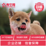 有它网 宠物狗狗双赛级血统纯种日本柴犬活体幼犬出售柴犬短毛1