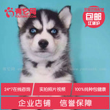 有它网 宠物狗狗 哈士奇犬纯种活体幼犬赛级蓝眼雪橇犬健康出售6