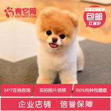 有它网宠物狗狗茶杯日本俊介白色球体哈多利博美犬幼犬活体出售一