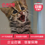 有它网 宠物活体小猫咪 纯种宠物猫亚洲豹猫幼猫幼崽包健康