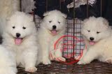 多格纯种萨摩耶犬幼犬出售西伯利亚雪橇犬狗狗 宠物狗可上门挑选