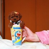 包邮宠物狗狗活体玩具泰迪泰迪犬幼犬出售赛级茶杯超小迷你泰迪