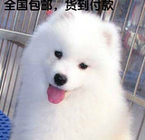 高品质宠物狗萨摩耶纯种幼犬出售雪白超可爱可上门选包邮保健康