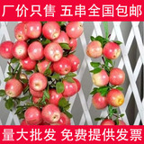 仿真四头水果串苹果串壁挂装饰农家乐装饰假水果蔬菜饭店布置用品