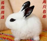 兔子活体小白兔宠物兔活体熊猫兔猫猫兔垂耳兔公主兔道奇兔包邮