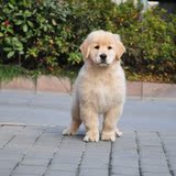 美国血统纯种金毛幼犬狗狗出售 看好了这是真正美系金毛黄金猎犬