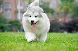 巨型赛级阿拉斯加犬/宠物幼犬出售/宠物狗狗/雪橇犬/视频/支付宝