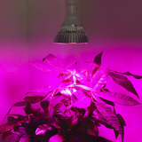 植物生长灯补光灯室内花卉种植射灯水草多肉组培育苗LED光合作用