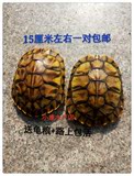 大巴西龟乌龟活体宠物龟巴西彩黄金巴西龟情侣一对15厘米左右包邮