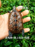 中华草龟 宠物龟活体 中华草龟活体 金线龟 情侣龟 檀香龟7—8CM