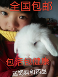 垂耳兔活体 纯种宠物兔子活体兔宝宝  猫猫兔大型肉兔野兔小白兔.