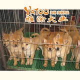 日本柴犬可视频无中介活体宠物小狗狗幼犬会看家公母