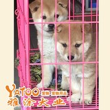 包纯日本柴犬幼犬-会看家-公活体宠物小狗狗幼犬有视频支持支付宝