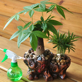 【天天特价】发财树袖珍椰子罗汉松小盆栽组合办公室内桌面防辐射