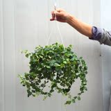 花叶霹雳吊兰 盆栽 净化空气 消除甲醛和苯