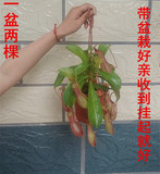 猪笼草夏季室内食虫驱蚊植物红瓶子趣味吊兰盆栽净化空气大棚直销