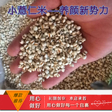 小薏仁米粮油米面 南北干货 调味品 米 面粉 杂粮米类 薏米250g