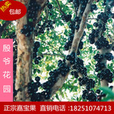 台湾树葡萄嘉宝果苗 嘉宝果 树苗 树葡萄 果树苗 庭院盆栽 名贵果