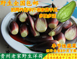 洋荷包邮新鲜野生阳荷姜茗荷贵州兴义特产农家野菜蔬菜杨和杨荷