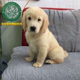 双血统赛级金毛幼犬狗狗，cku出生证明，北京周边可送货上门。